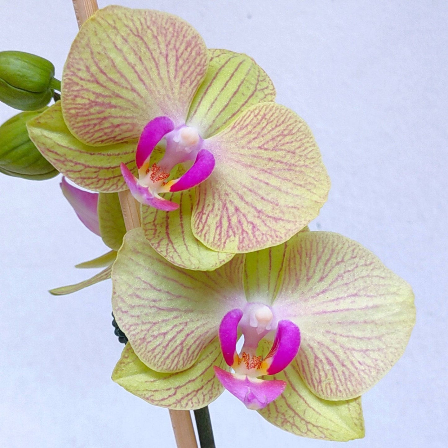 Phalaenopsis Crack of Dawn - Without Flowers | BS - Buy Orchids Plants Online by Orchid-Tree.com
