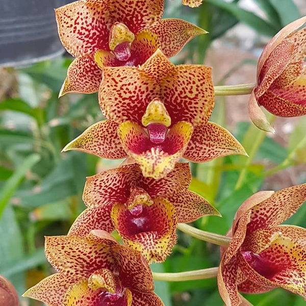 Catasetum (FDK.) After Dark Bakers Burgundy Smile - Without Flowers | BS - Buy Orchids Plants Online by Orchid-Tree.com
