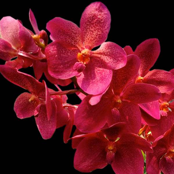 Vanda (Rntda.) Kirk Hoo - With Tiny Spike | FF - Buy Orchids Plants Online by Orchid-Tree.com