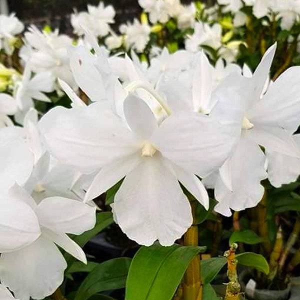 Dendrobium formosum Petaloid var alba - Without Flowers | BS - Buy Orchids Plants Online by Orchid-Tree.com