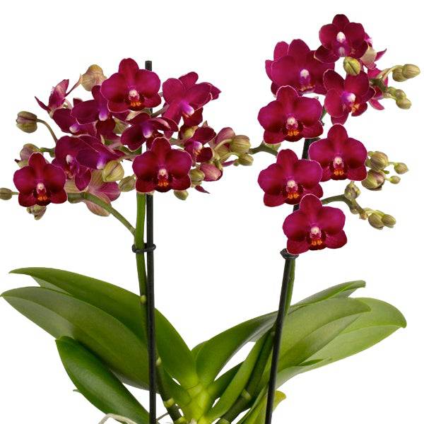 Phalaenopsis Shu Long Cherry - With Buds | FF - Buy Orchids Plants Online by Orchid-Tree.com