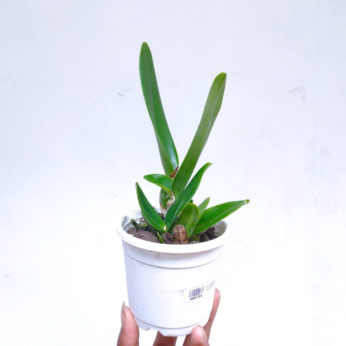 Cattleya Mayor Yamasaki 'Gem' - Without Flowers | BS - Buy Orchids Plants Online by Orchid-Tree.com
