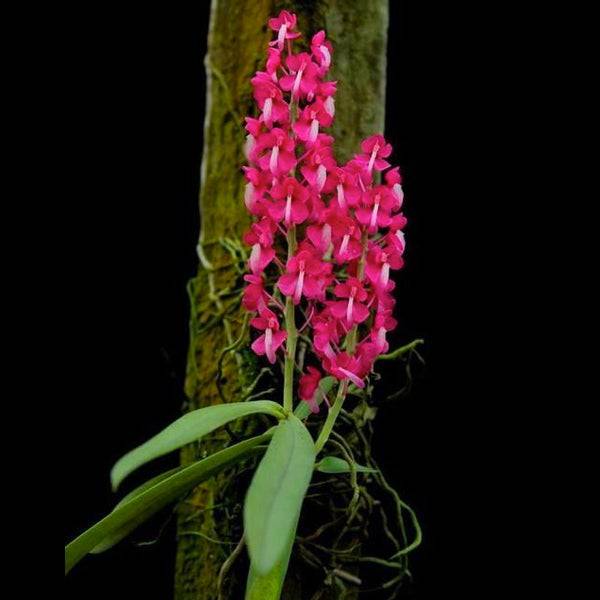 Dyakia hendersoniana sp. - Without Flowers | BS - Buy Orchids Plants Online by Orchid-Tree.com