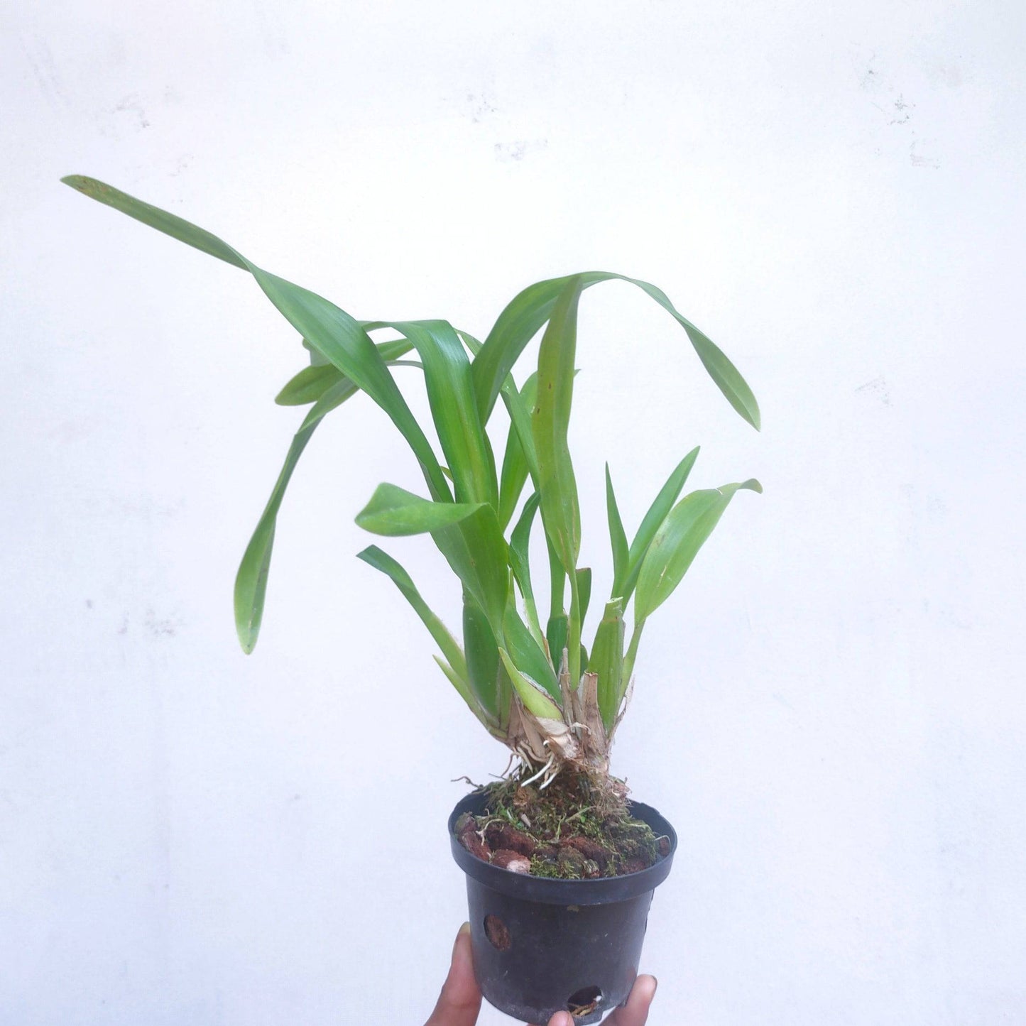 Oncidium (Alcra) Sunday's Best Muffin - Without Flower | BS - Buy Orchids Plants Online by Orchid-Tree.com