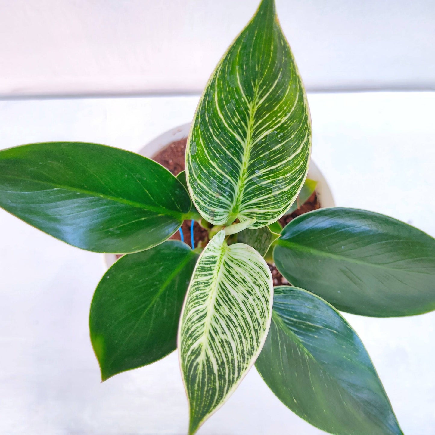 Philodendron Birkin - Buy Orchids Plants Online by Orchid-Tree.com