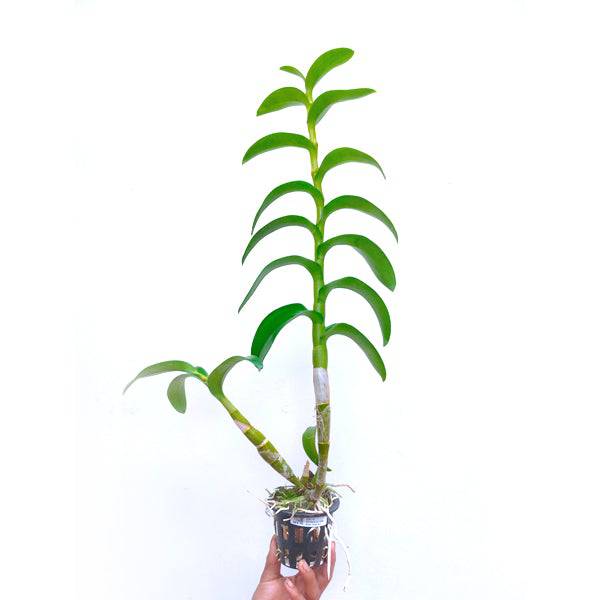 Dendrobium Goldmine Twist #2 - Without Flowers | BS - Buy Orchids Plants Online by Orchid-Tree.com