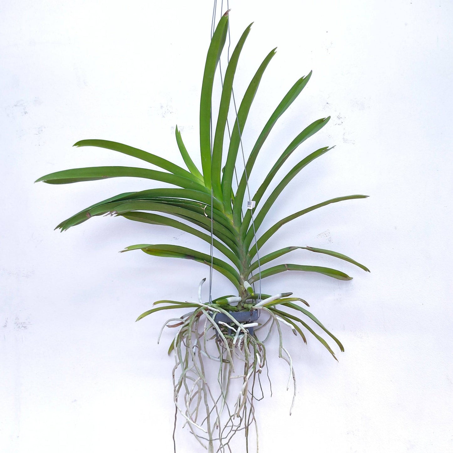 Vanda Wirat x Gordon Dillon - Without Flowers | BS - Buy Orchids Plants Online by Orchid-Tree.com