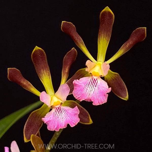 Encyclia Orchid Jungle - Without Flowers | BS - Buy Orchids Plants Online by Orchid-Tree.com