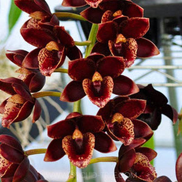 Catasetum (FDK.) Sunset Ridge Bakers Wine Sunset - Without Flowers | BS - Buy Orchids Plants Online by Orchid-Tree.com