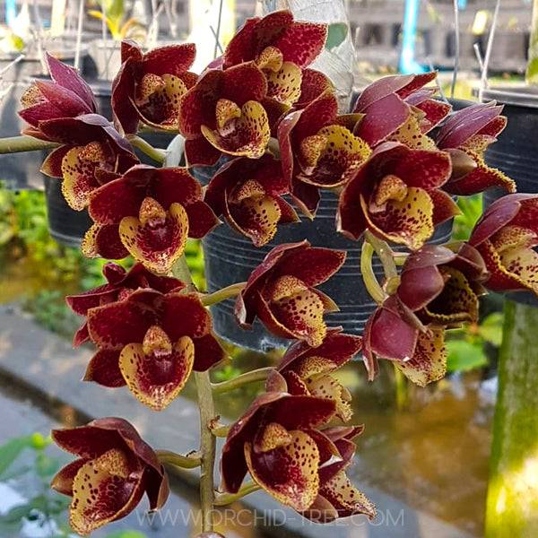 Catasetum (FDK.) Sunset Ridge Bakers Wine Sunset - Without Flowers | BS - Buy Orchids Plants Online by Orchid-Tree.com