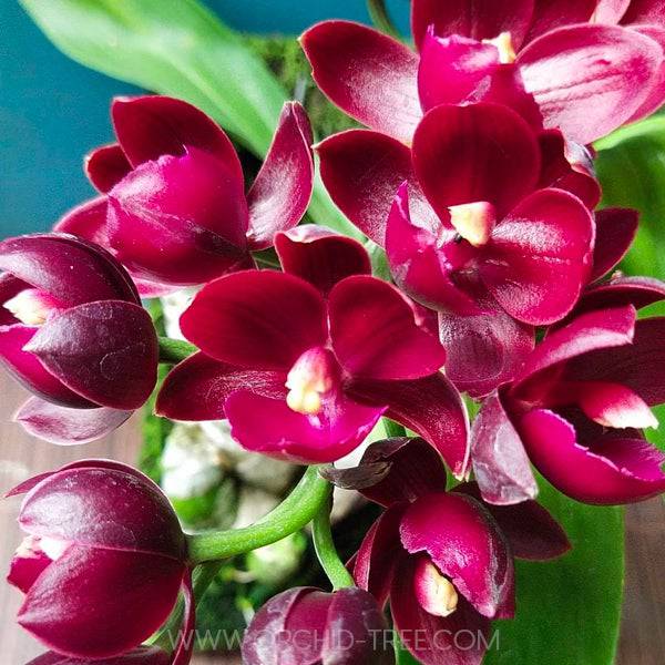 Cyclodes Jumbo Rosy - Without Flowers | BS - Buy Orchids Plants Online by Orchid-Tree.com