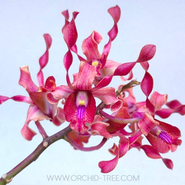 Dendrobium Jairak Antelope Tangerine - Without Flowers | BS - Buy Orchids Plants Online by Orchid-Tree.com