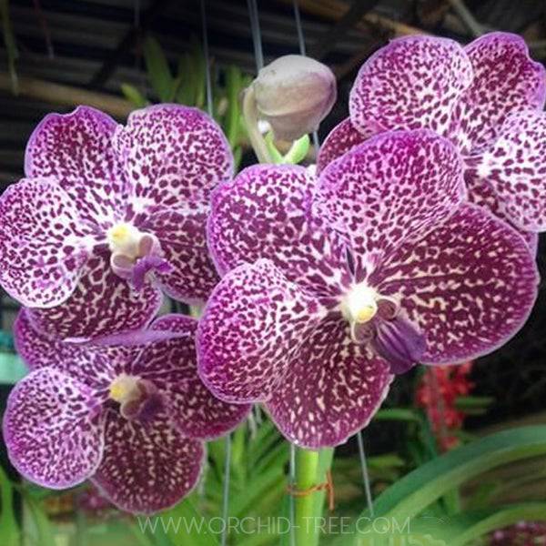 Vanda Wirat x Gordon Dillon - Without Flowers | BS - Buy Orchids Plants Online by Orchid-Tree.com