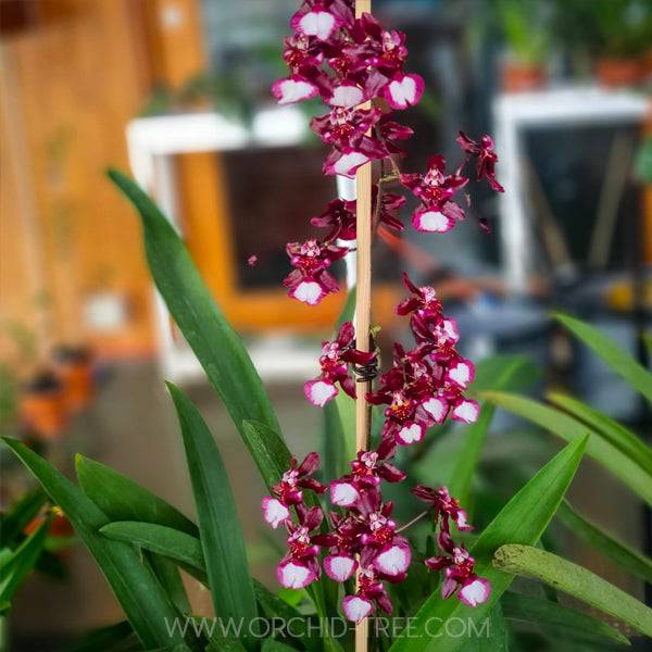 Oncidium Jairak Fragrance Hanuman - Without Flowers | BS - Buy Orchids Plants Online by Orchid-Tree.com
