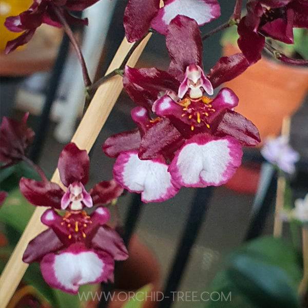 Oncidium Jairak Fragrance Hanuman - Without Flowers | BS - Buy Orchids Plants Online by Orchid-Tree.com