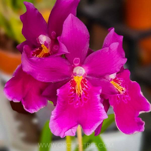 Oncidium (Mtdm.) Hwuluduen Kenzie Passion - Without Flowers | BS - Buy Orchids Plants Online by Orchid-Tree.com