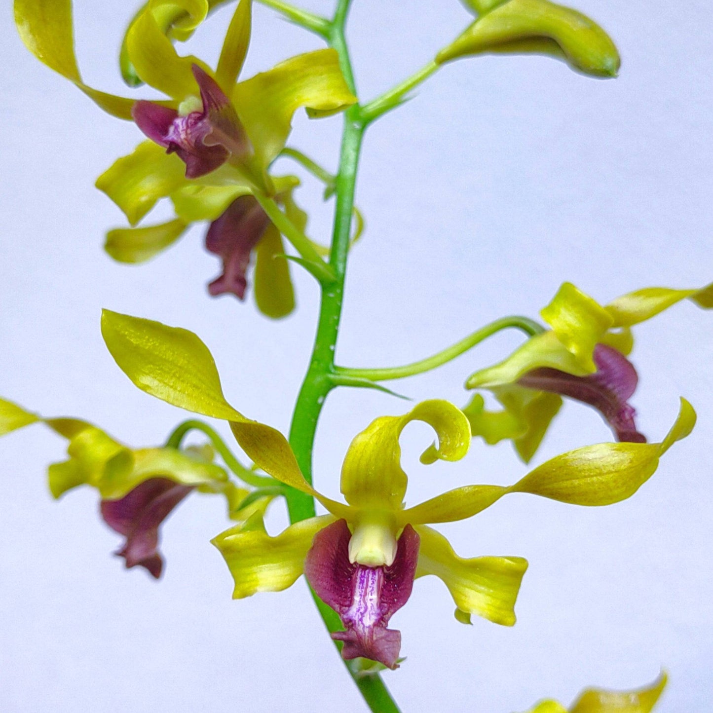 Dendrobium Goldmine Twist #2 - Without Flowers | BS - Buy Orchids Plants Online by Orchid-Tree.com