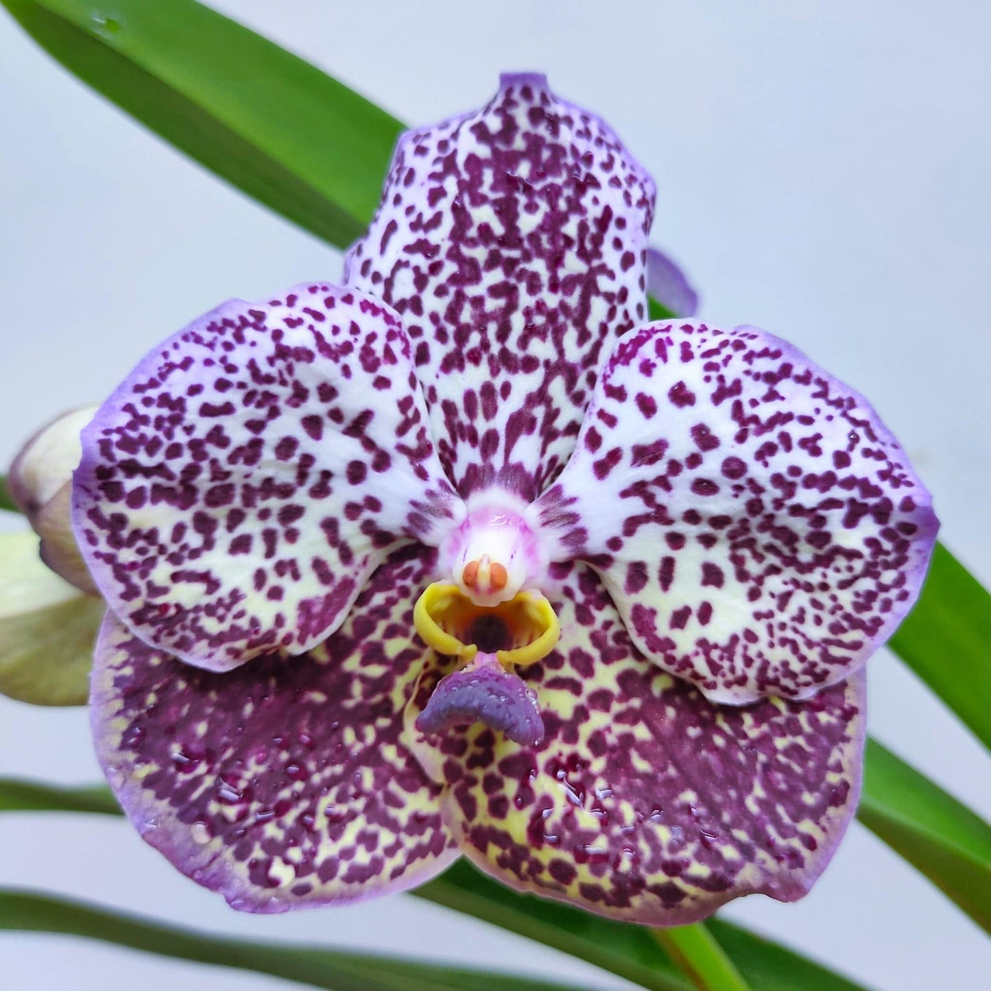 Vanda Wirat x Gordon Dillon - Without Flowers | BS - Buy Orchids Plants Online by Orchid-Tree.com