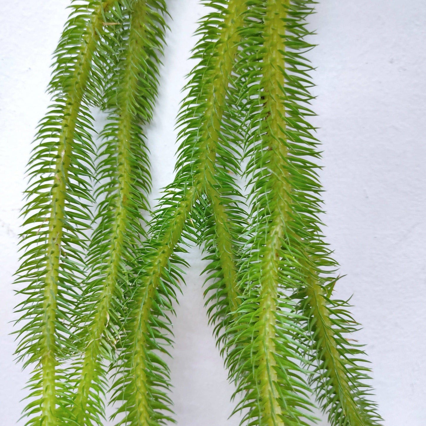 Lycopodium | Rock Tassel Fern - Buy Orchids Plants Online by Orchid-Tree.com