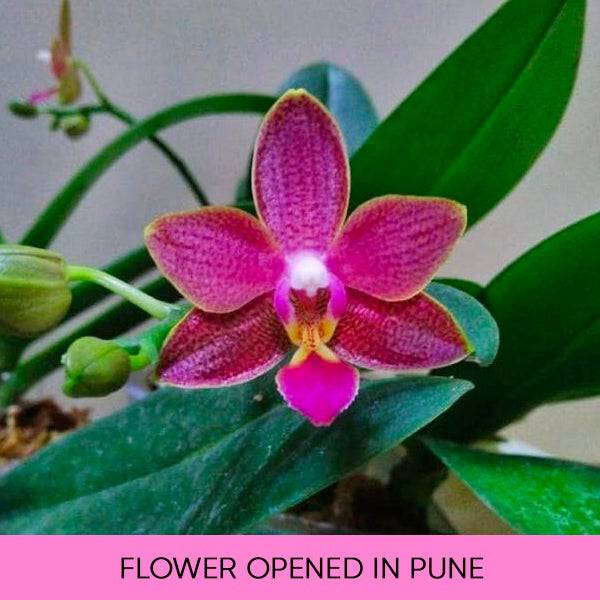 Phalaenopsis Sogo Red Star - With Small Spike | FF - Buy Orchids Plants Online by Orchid-Tree.com