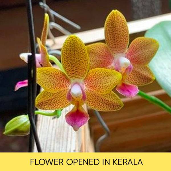 Phalaenopsis Sogo Red Star - With Small Spike | FF - Buy Orchids Plants Online by Orchid-Tree.com