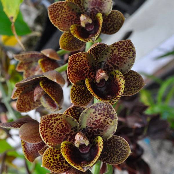 Catasetum (FDK.) After Dark Bakers Cheetah - Without Flowers | BS - Buy Orchids Plants Online by Orchid-Tree.com