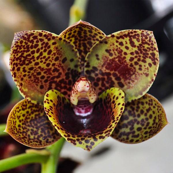 Catasetum (FDK.) After Dark Bakers Cheetah - Without Flowers | BS - Buy Orchids Plants Online by Orchid-Tree.com