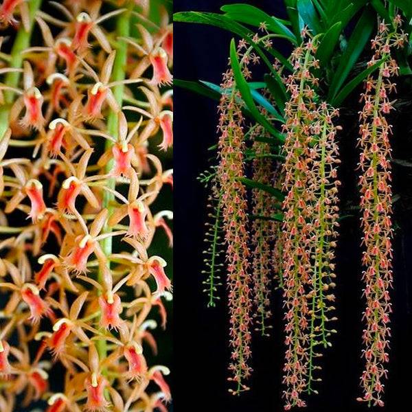 Liparis lacerata sp. - Without Flowers | BS - Buy Orchids Plants Online by Orchid-Tree.com