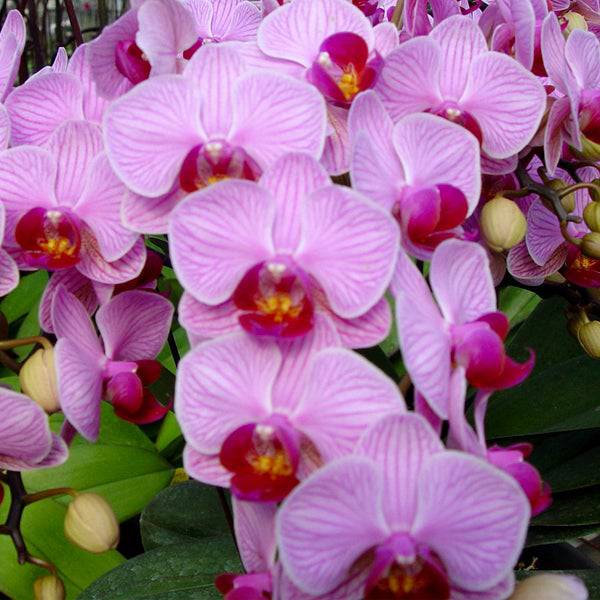 Phalaenopsis Tiannong Golden Vivien - With Spike | FF - Buy Orchids Plants Online by Orchid-Tree.com