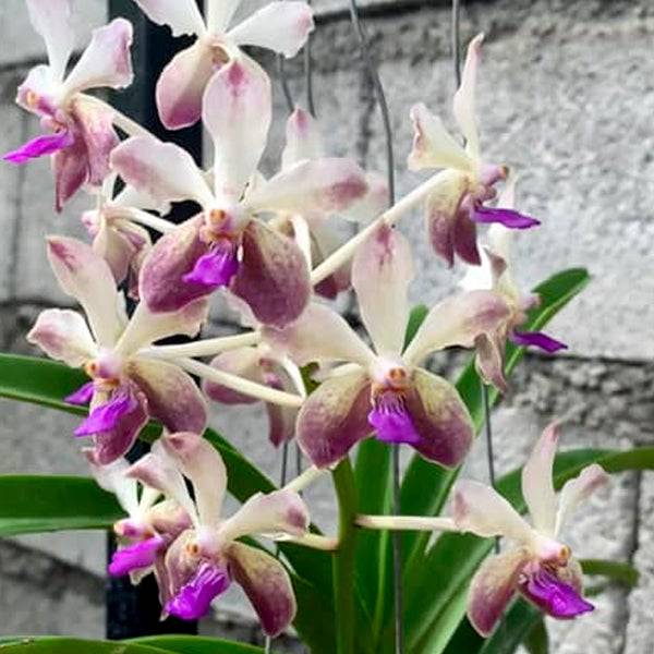 Vanda lamellata X (V. Noi blue X Rhy. coelestis) - Without Flowers | BS - Buy Orchids Plants Online by Orchid-Tree.com