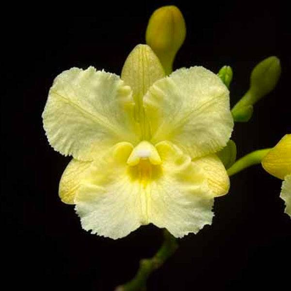 Broughtonia sanguinea var. aurea sp. - Without Flowers | BS - Buy Orchids Plants Online by Orchid-Tree.com