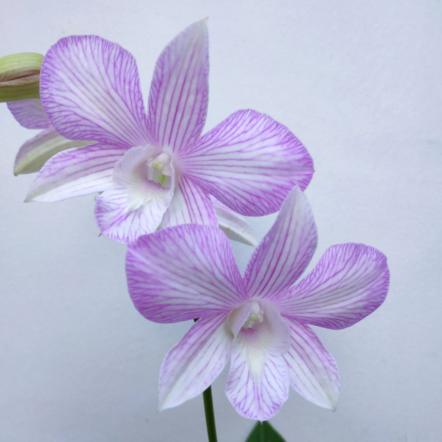 Dendrobium Express Pink - Without Flowers | BS - Buy Orchids Plants Online by Orchid-Tree.com