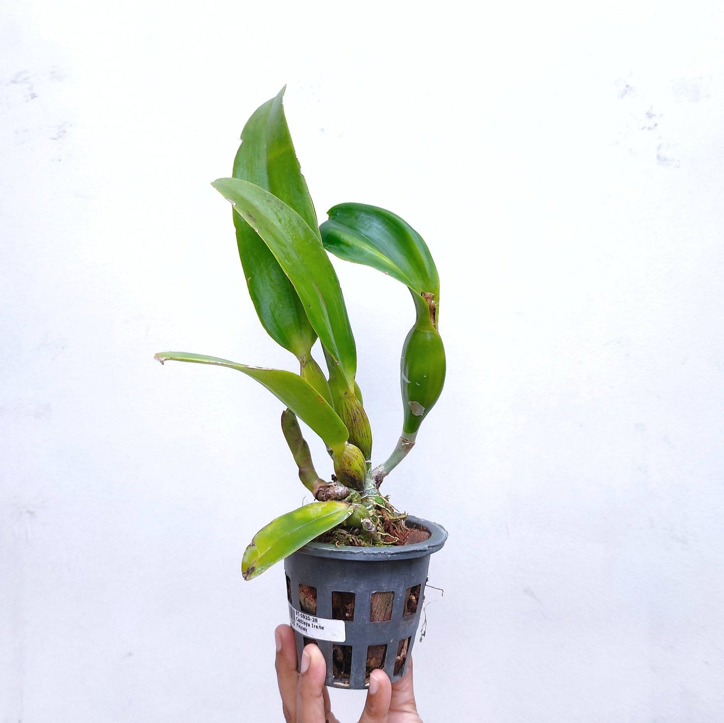 Cattleya Irene Finney - Without Flowers | BS - Buy Orchids Plants Online by Orchid-Tree.com