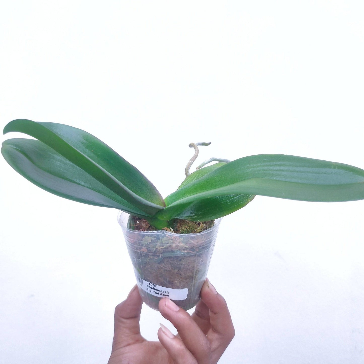 Phalaenopsis Big Red Rose - With Spike | FF - Buy Orchids Plants Online by Orchid-Tree.com