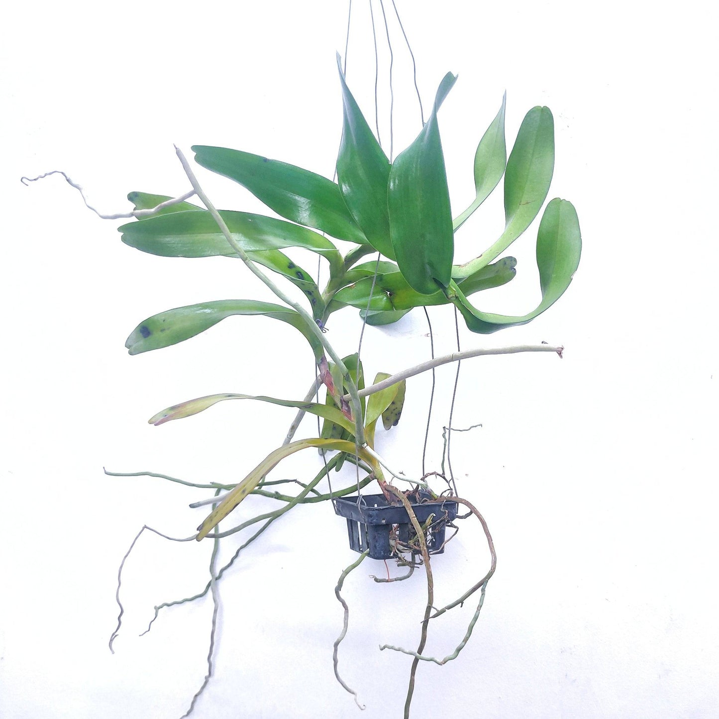 Aerides falcata var flava sp. - Without Flowers | BS - Buy Orchids Plants Online by Orchid-Tree.com