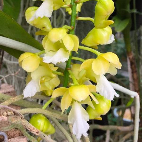Aerides falcata var flava sp. - Without Flowers | BS - Buy Orchids Plants Online by Orchid-Tree.com