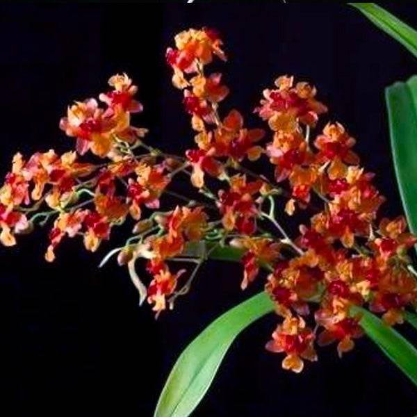 Oncidium Twinkle Brown - Without Flowers | BS - Buy Orchids Plants Online by Orchid-Tree.com
