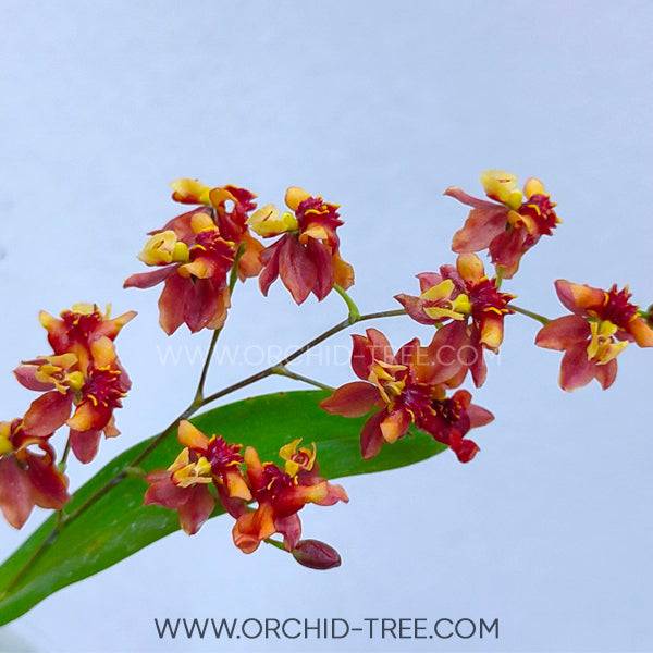 Oncidium Twinkle Brown - Without Flowers | BS - Buy Orchids Plants Online by Orchid-Tree.com
