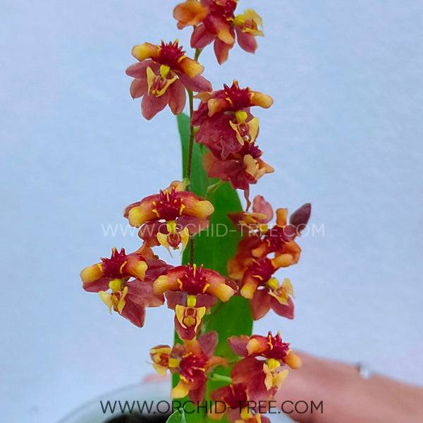Oncidium Twinkle Brown - Without Flowers | BS - Buy Orchids Plants Online by Orchid-Tree.com