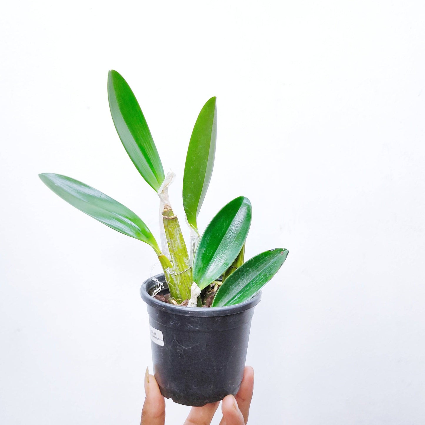 Dendrobium speciosum sp. |Australian Dendrobium - Without Flower | BS - Buy Orchids Plants Online by Orchid-Tree.com