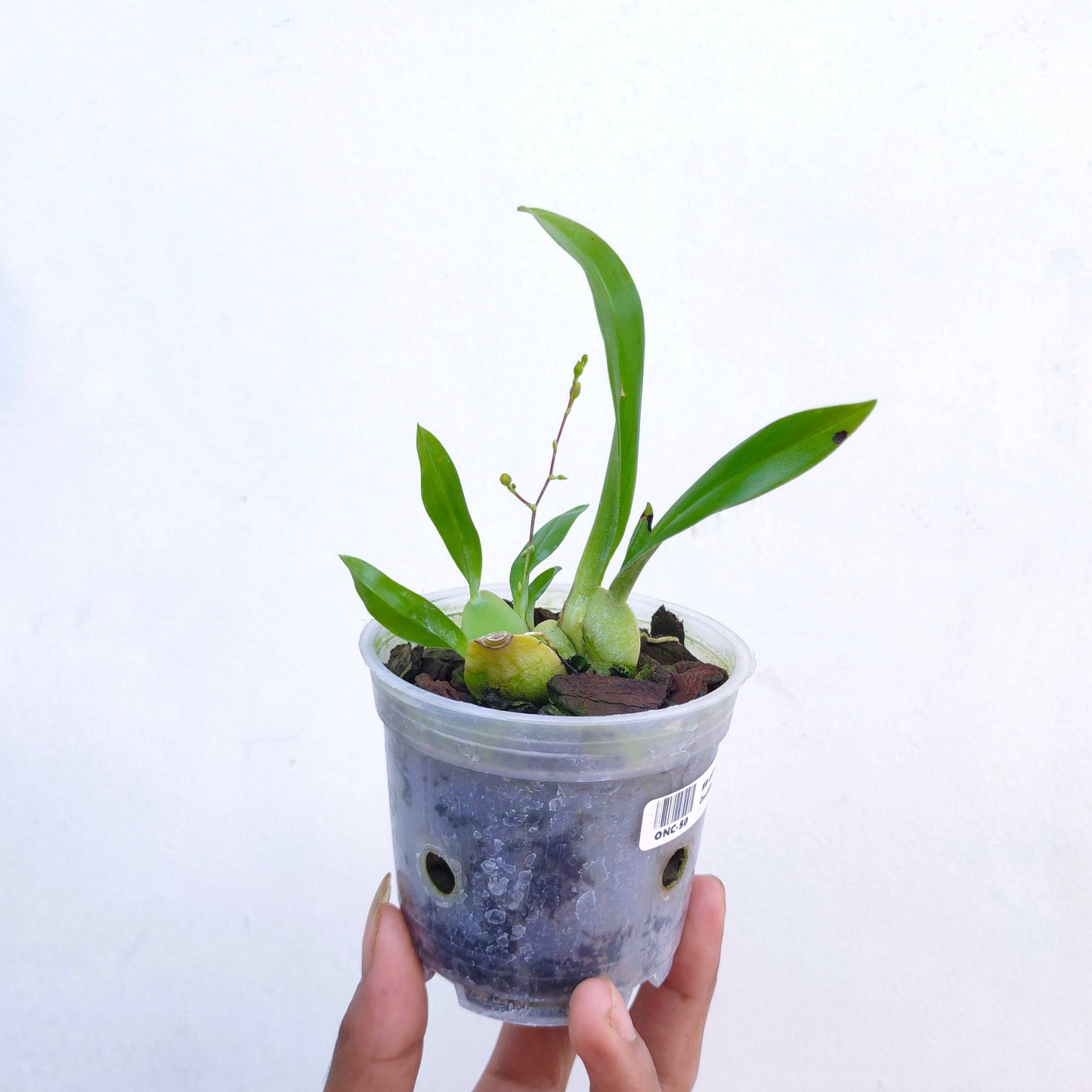 Oncidium Twinkle Brown - Without Flowers | BS - Buy Orchids Plants Online by Orchid-Tree.com