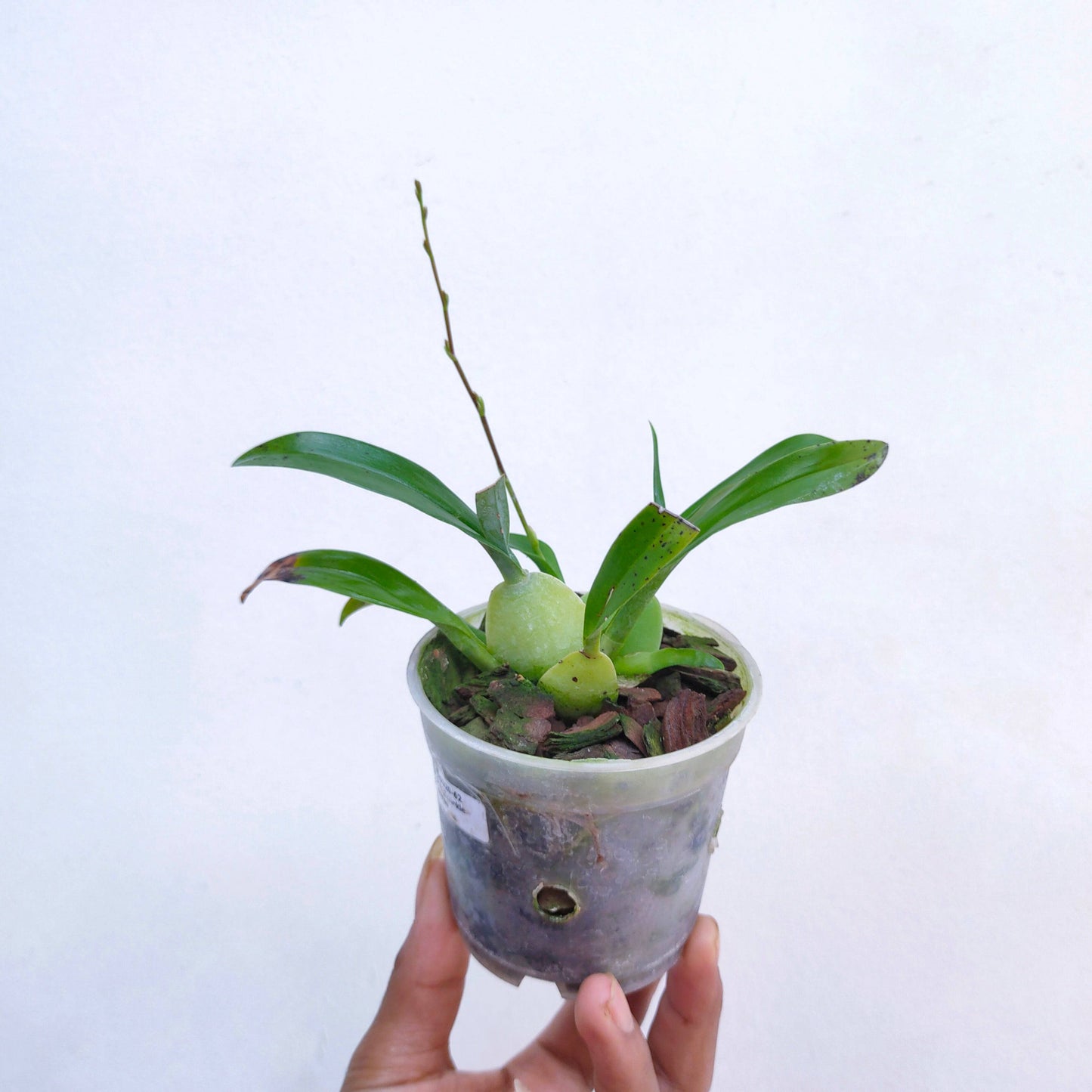 Oncidium Twinkle Brown - Without Flowers | BS - Buy Orchids Plants Online by Orchid-Tree.com