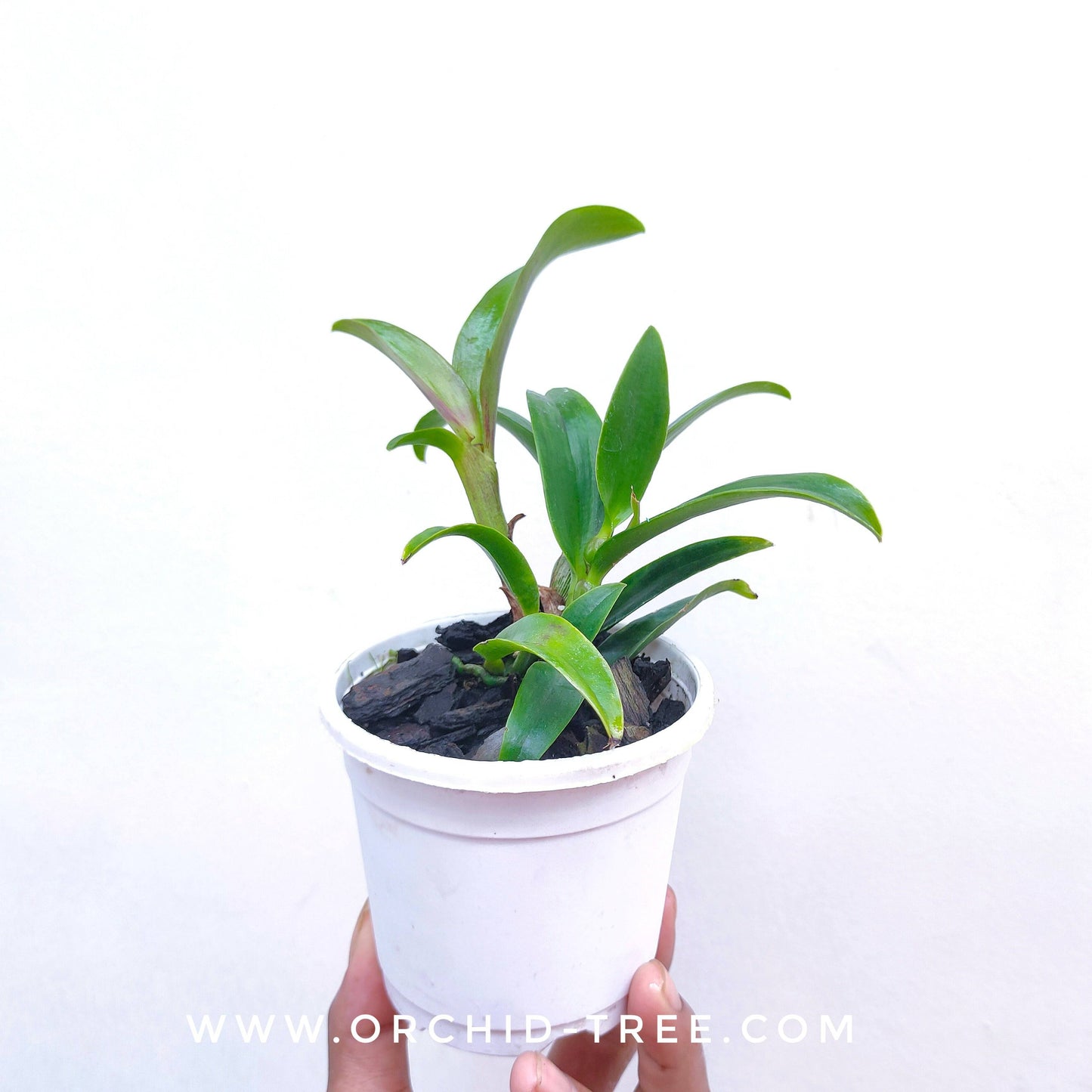 Cattleya Netrasiri Starbright Red - Without Flowers | MS - Buy Orchids Plants Online by Orchid-Tree.com