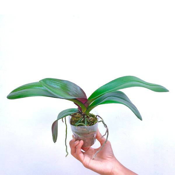 Phalaenopsis Geisha - With Small Spike | FF - Buy Orchids Plants Online by Orchid-Tree.com