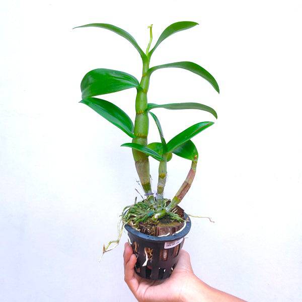 Dendrobium Hiroshi Blue - Without Flowers | BS - Buy Orchids Plants Online by Orchid-Tree.com