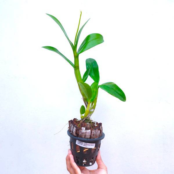 Dendrobium Sonia White - Without Flowers | BS - Buy Orchids Plants Online by Orchid-Tree.com