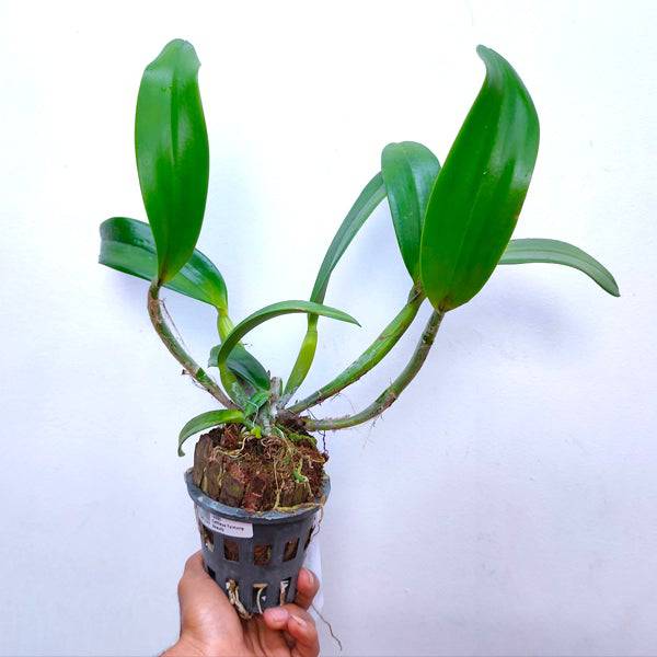 Cattleya Tsutung Beauty - Without Flowers | BS - Buy Orchids Plants Online by Orchid-Tree.com