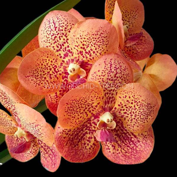 Vanda Somsri Pink x Suksamran Spot - Without Flowers | BS - Buy Orchids Plants Online by Orchid-Tree.com
