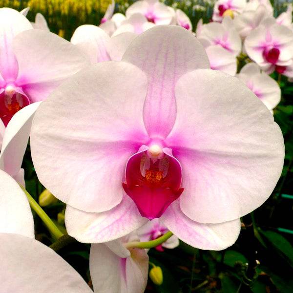 Phalaenopsis Geisha - With Small Spike | FF - Buy Orchids Plants Online by Orchid-Tree.com