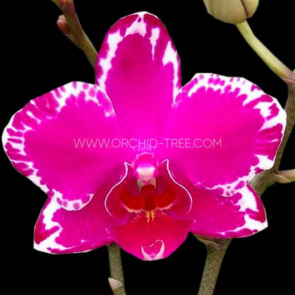 Phalaenopsis Yu Pin Burgundy - With Buds | FF - Buy Orchids Plants Online by Orchid-Tree.com